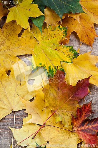 Image of autumn leaves