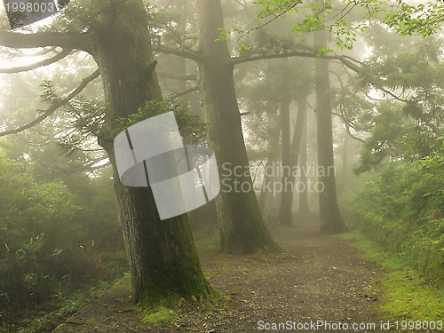 Image of misty forest way in Japan 