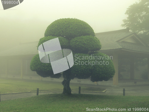 Image of Japanese park tree