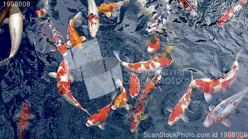 Image of many carp fishes