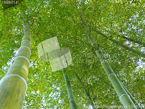 Image of bamboo forest up