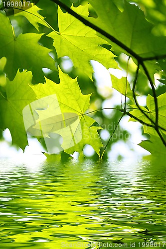 Image of Branch of green maple and water