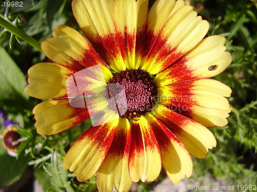 Image of Flower