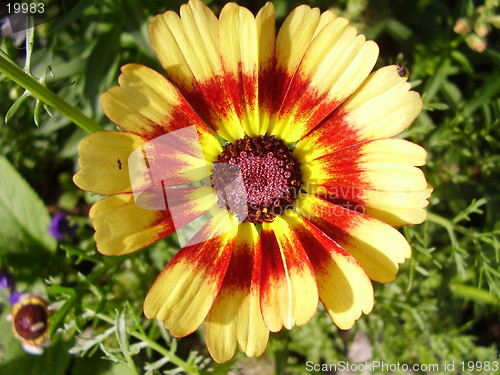 Image of Flower