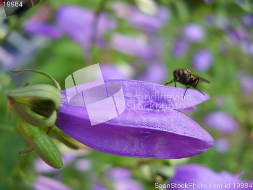 Image of Flower and bug