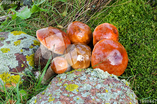 Image of mushrooms riped red cap scaber stalk 