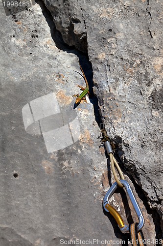 Image of Sand lizard on rock and climbing equipment