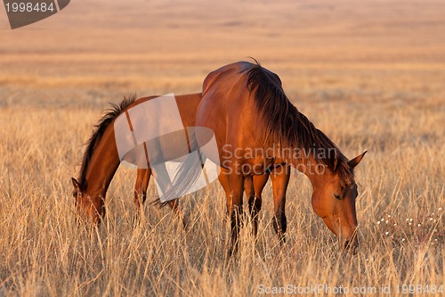 Image of Two horses grazing in pasture