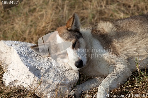 Image of Homeless dog sleeps on stone for a pillow