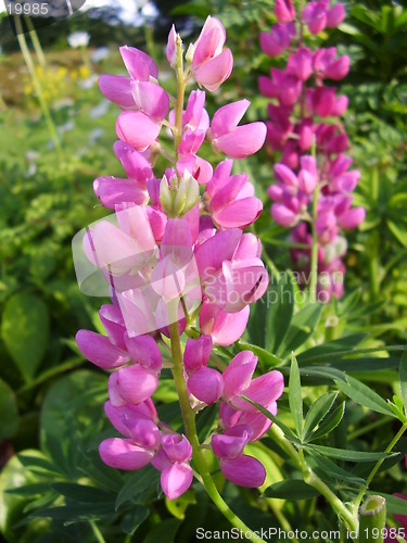 Image of Flower