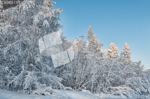 Image of Winter snow-covered forest on the background of blue sky