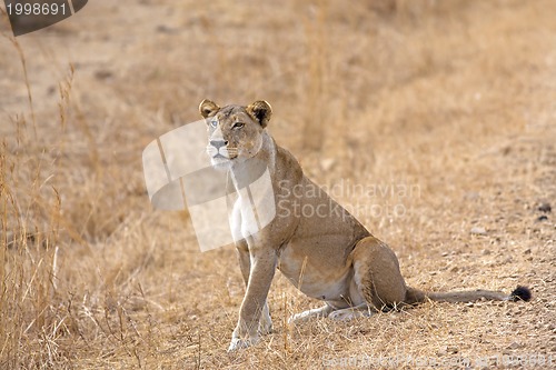 Image of Wild lion