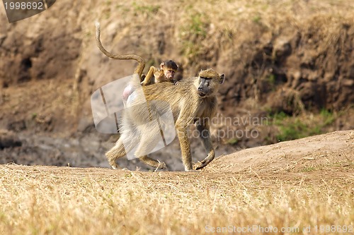Image of Baboon in the savannah