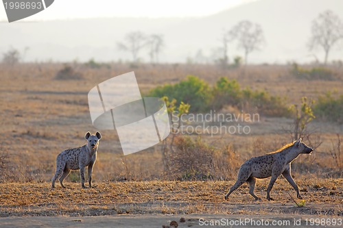 Image of Hyena in sunrise