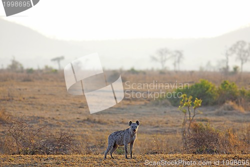 Image of Hyena in sunrise