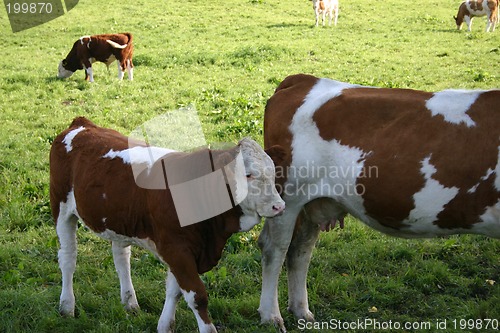 Image of cow