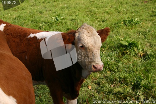 Image of cow