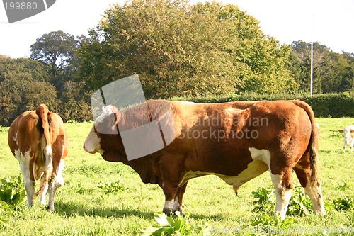 Image of cow