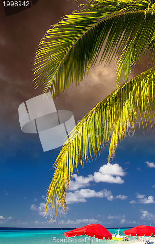 Image of Palms and Caribbean Colors 