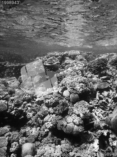 Image of Underwater Scene of Great Barrier Reef