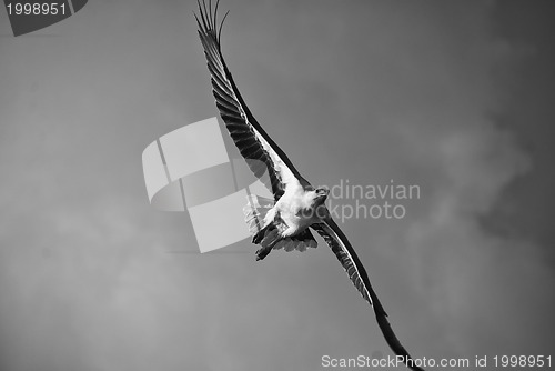 Image of Eagle in the Whitsundays