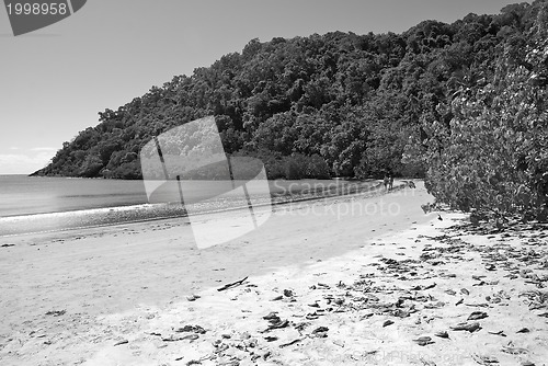 Image of Daintree National Park, Australia