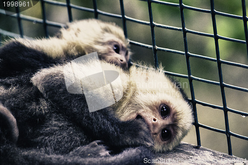 Image of Monkeys in a Cage