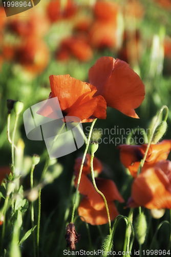 Image of Poppies Meadow during Spring, Tuscany