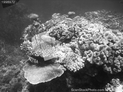 Image of Underwater Scene of Great Barrier Reef