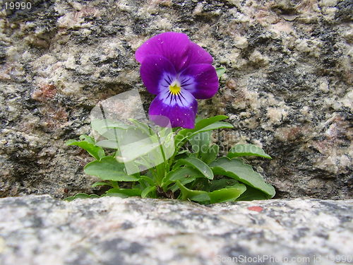 Image of Flower