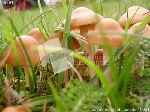 Image of Mushroom