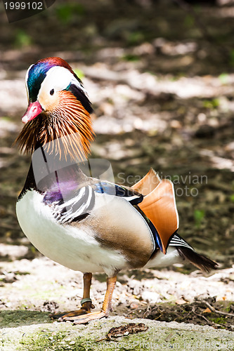 Image of Mandarin Duck