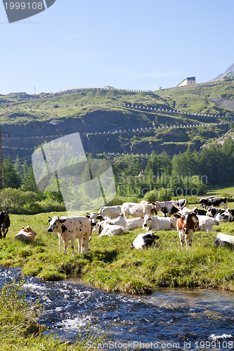 Image of Cows and Italian Alps