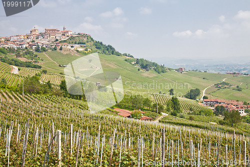 Image of Tuscany vineyard