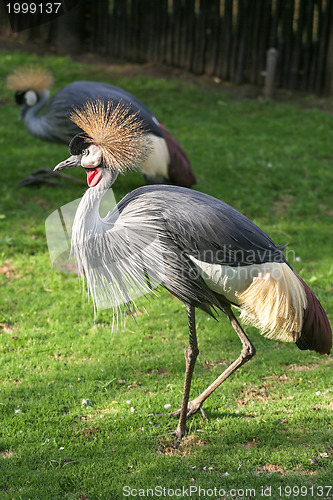 Image of Black Crowned Crane