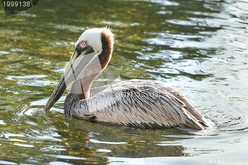 Image of A pelican swimming in a pond