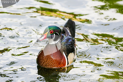 Image of Goose in a pond