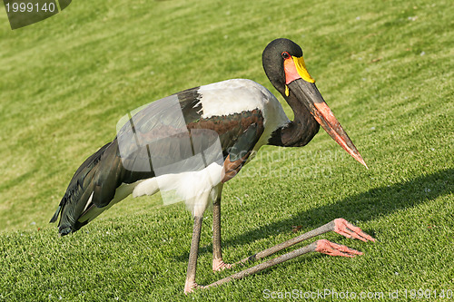 Image of The kneeling crane