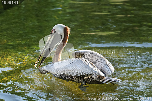 Image of A pelican swimming in a pond