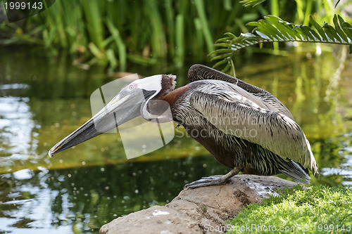 Image of A pelican by the pond