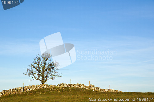 Image of Tree on top