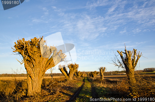 Image of Cut willow trees