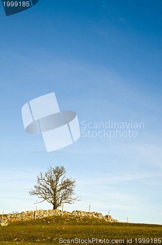 Image of Solitaire tree