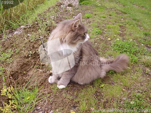 Image of Cat
