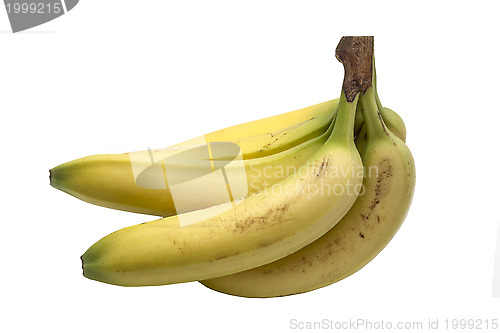 Image of Fresh bananas