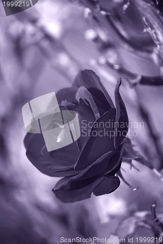 Image of Purple Rose