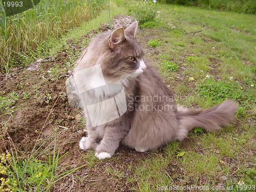 Image of Cat