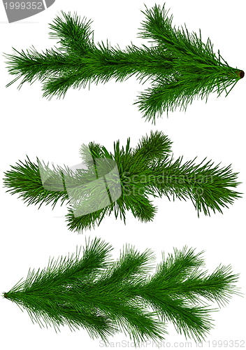 Image of set of Christmas green fir-tree branches