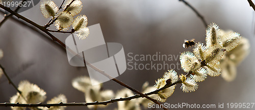 Image of willow blooms