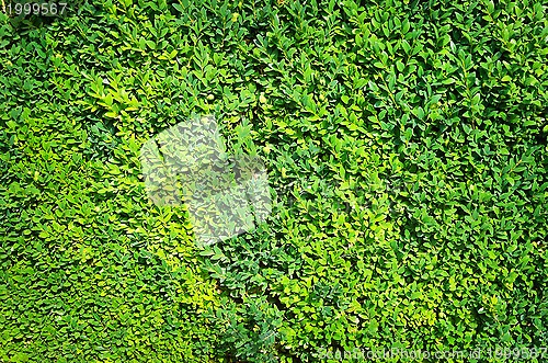 Image of Leaves Background